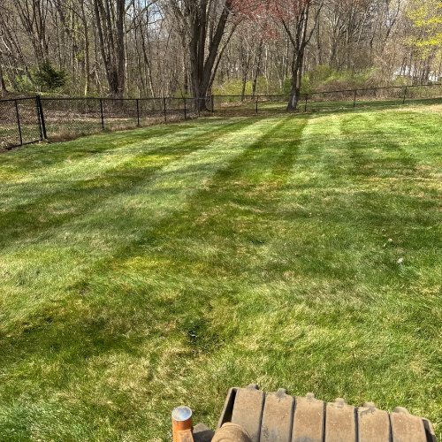 Freshly mowed green lawn with trees and black fence in backyard