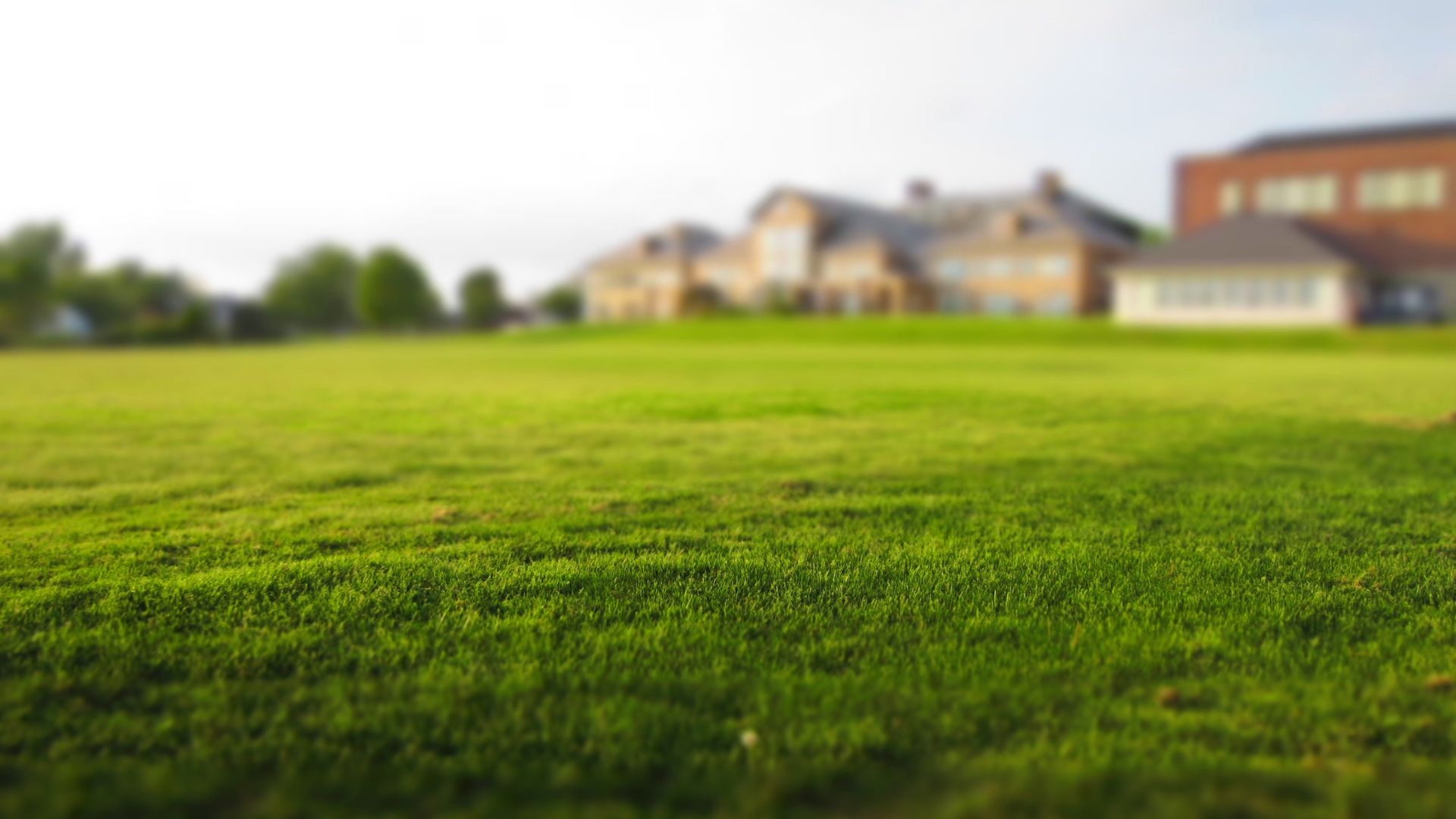 Lush green lawn with buildings in the background on a clear day