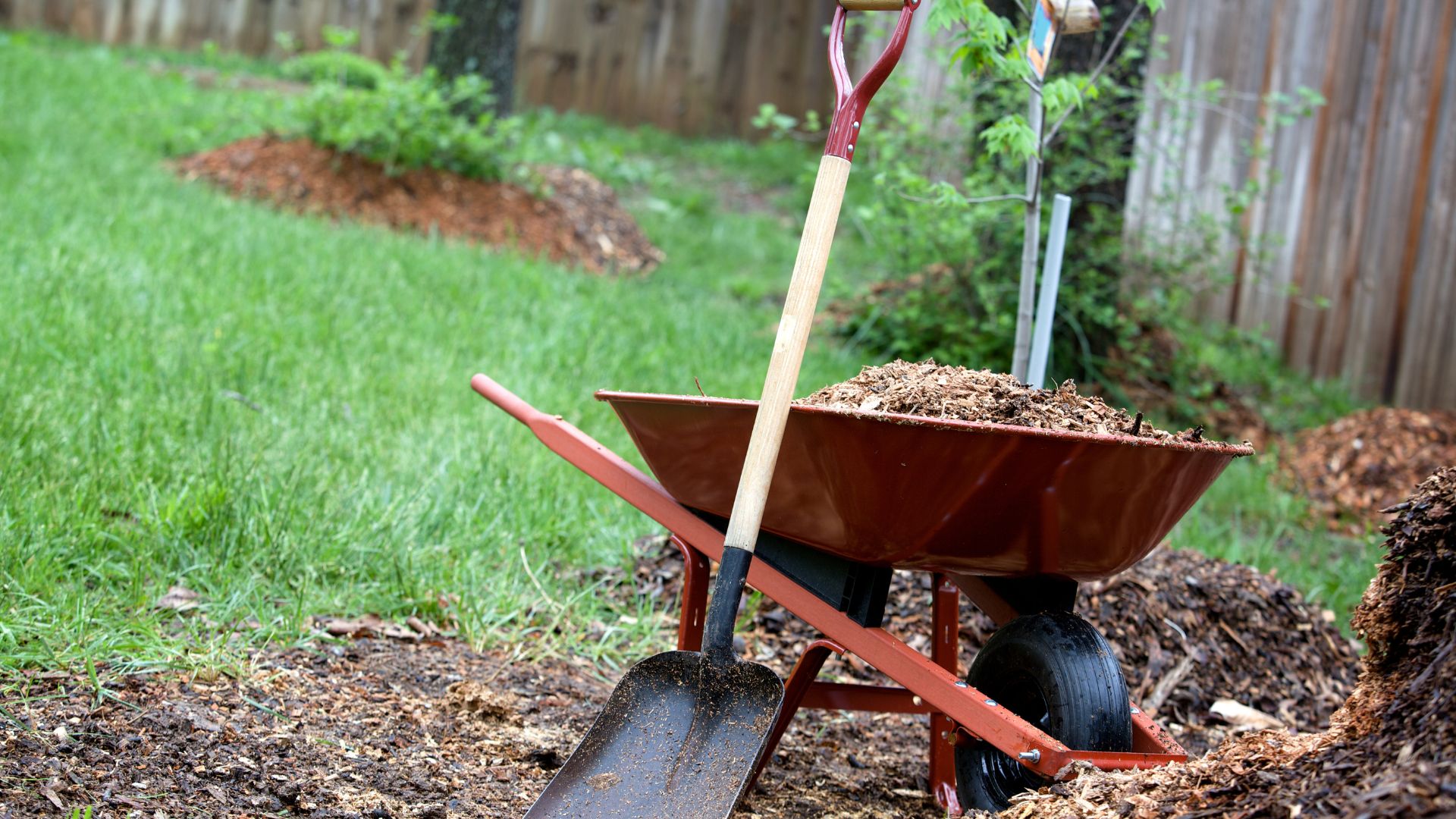 Wheelbarrow filled with mulch and a shovel in a garden setting