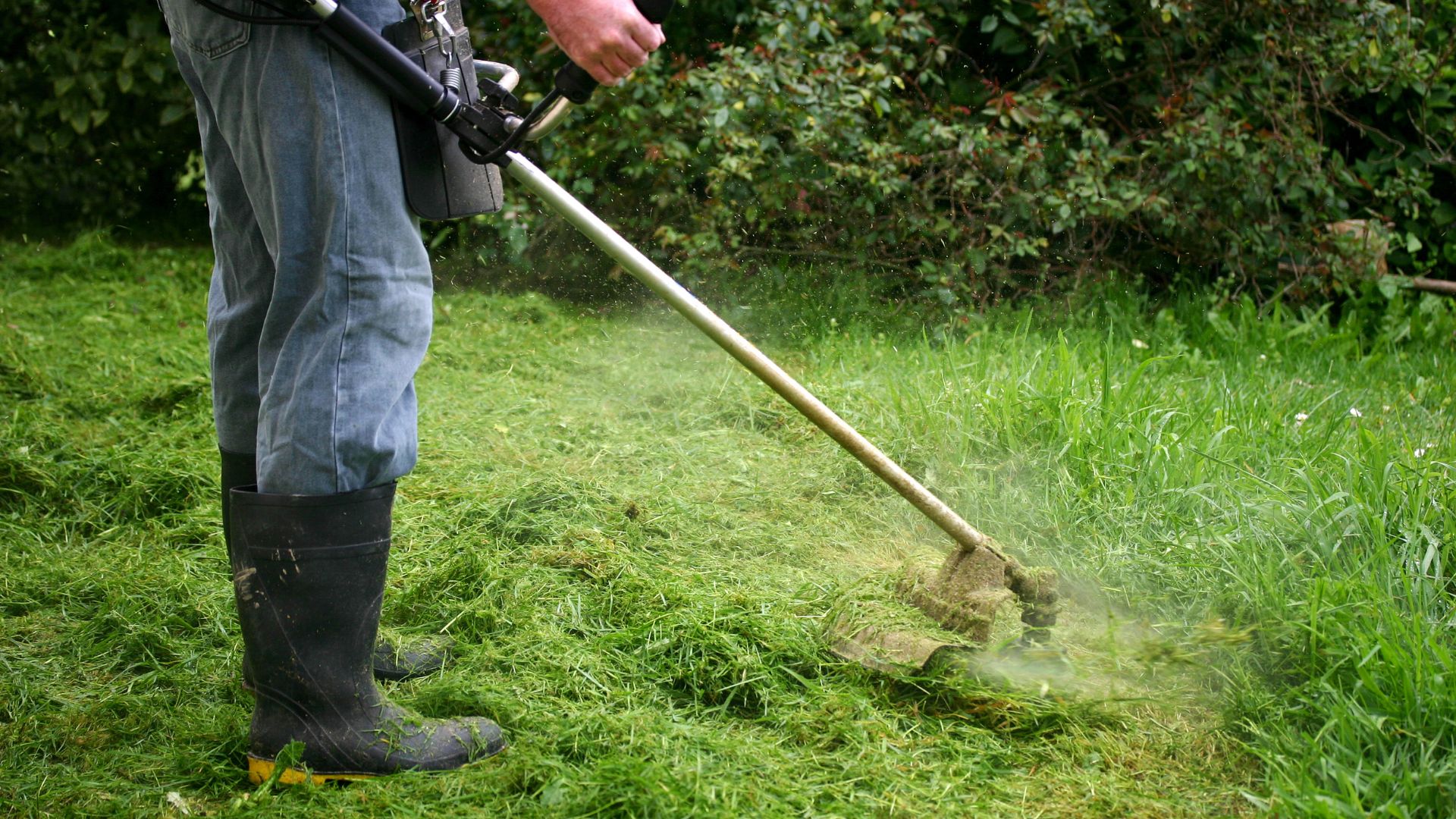 Person using a string trimmer to cut grass near green bushes